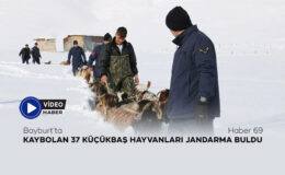 Bayburt’ta Kaybolan 37 Küçükbaş Hayvanları Jandarma Buldu